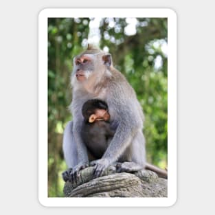 a monkey and baby sitting on a branch in ubud in bali Sticker